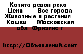 Котята девон рекс › Цена ­ 1 - Все города Животные и растения » Кошки   . Московская обл.,Фрязино г.